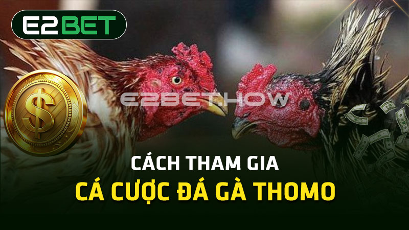 Cách tham gia cá cược đá gà Thomo 