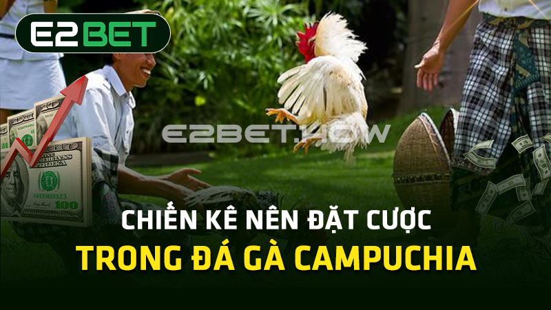 Chiến kê nên đặt cược trong đá gà Campuchia