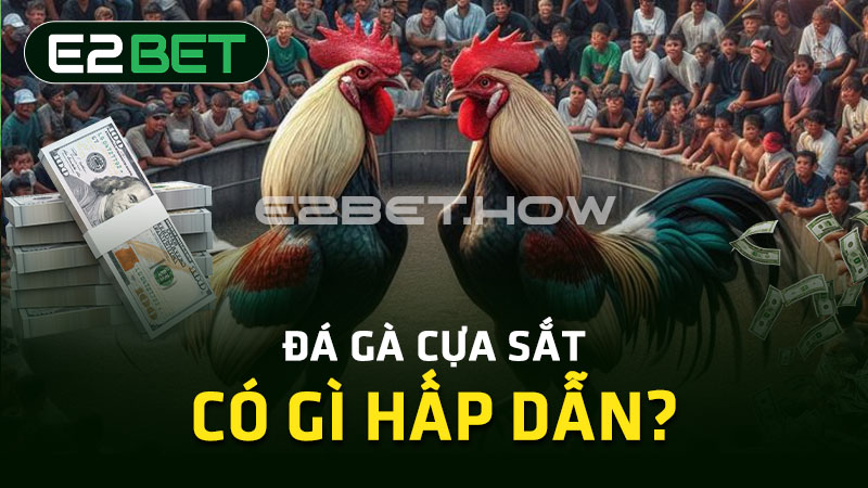 Đá gà cựa sắt có gì hấp dẫn?