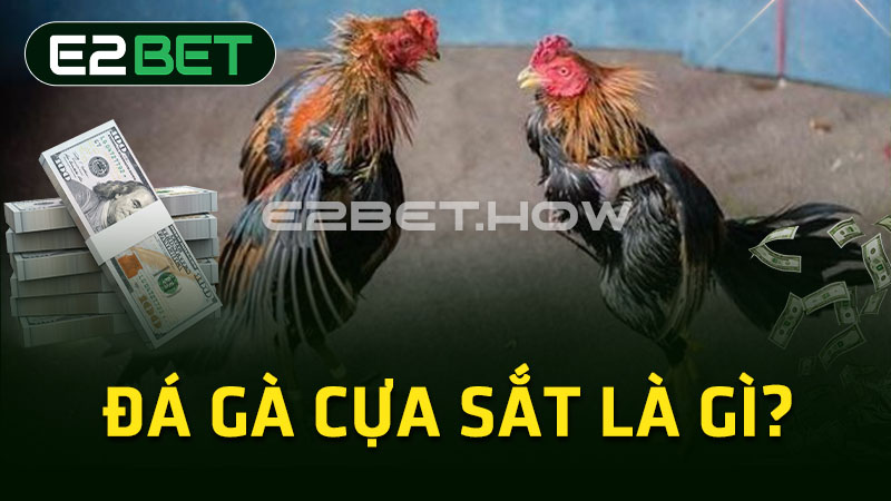 Đá gà cựa sắt là gì?