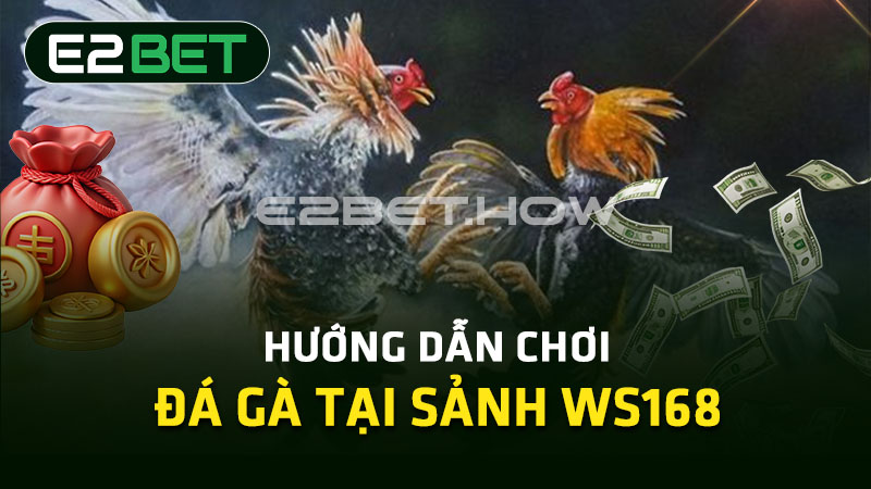 Hướng dẫn chơi đá gà tại sảnh WS168